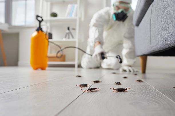 Commercial Kitchen Cockroach Control in Strawberry